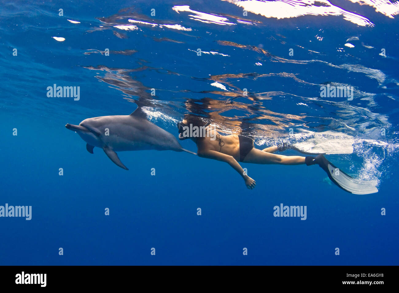 Frau frei Tauchen mit einem Spinner Delphin, Hawaii, USA Stockfoto