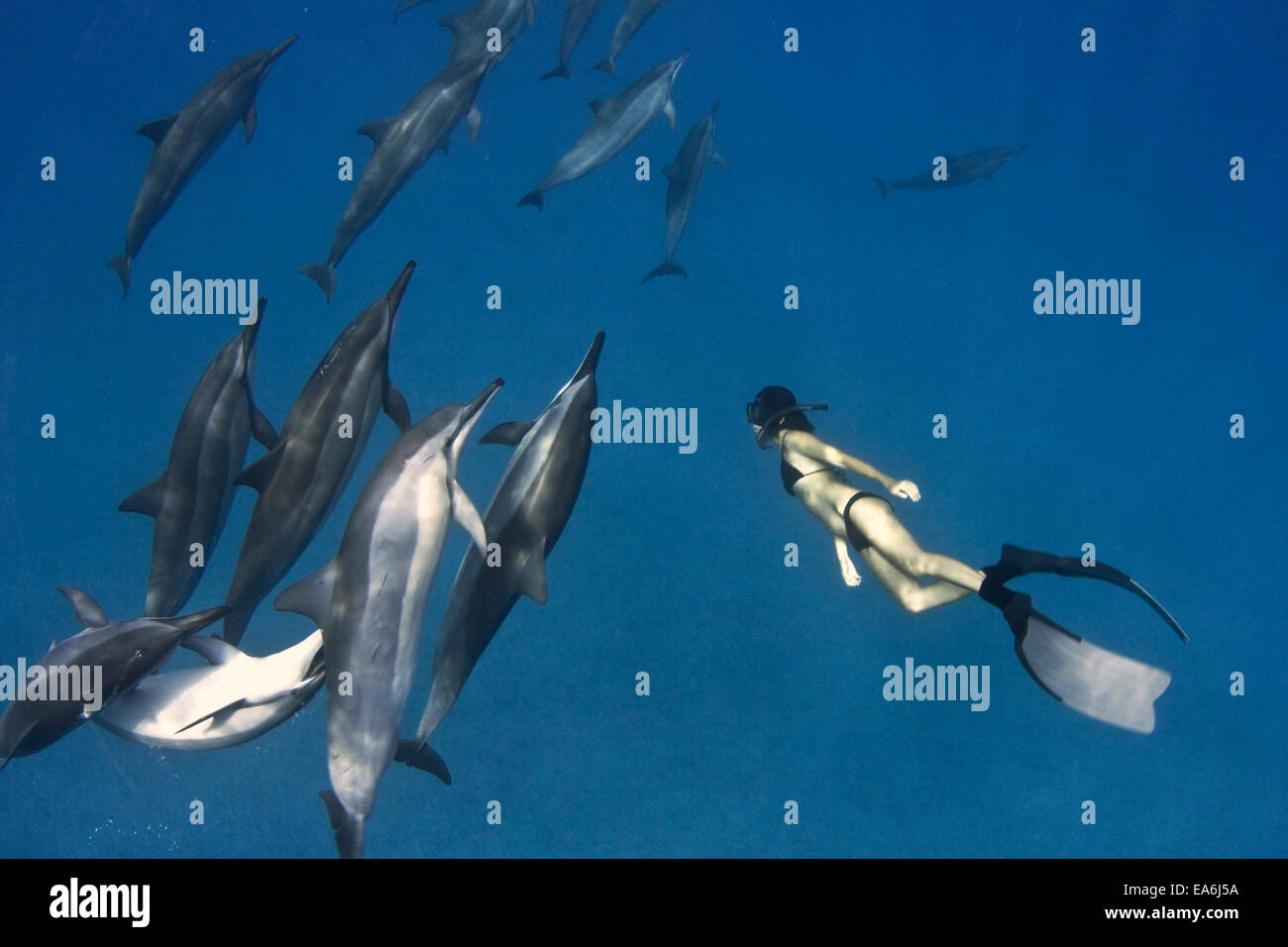 Frau frei Tauchen mit Spinner Delphine, Hawaii, USA Stockfoto