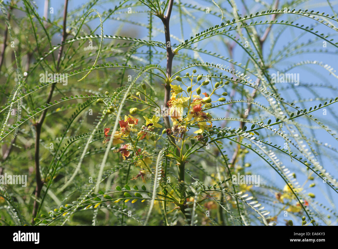 Mexikanische Palo verde Stockfoto