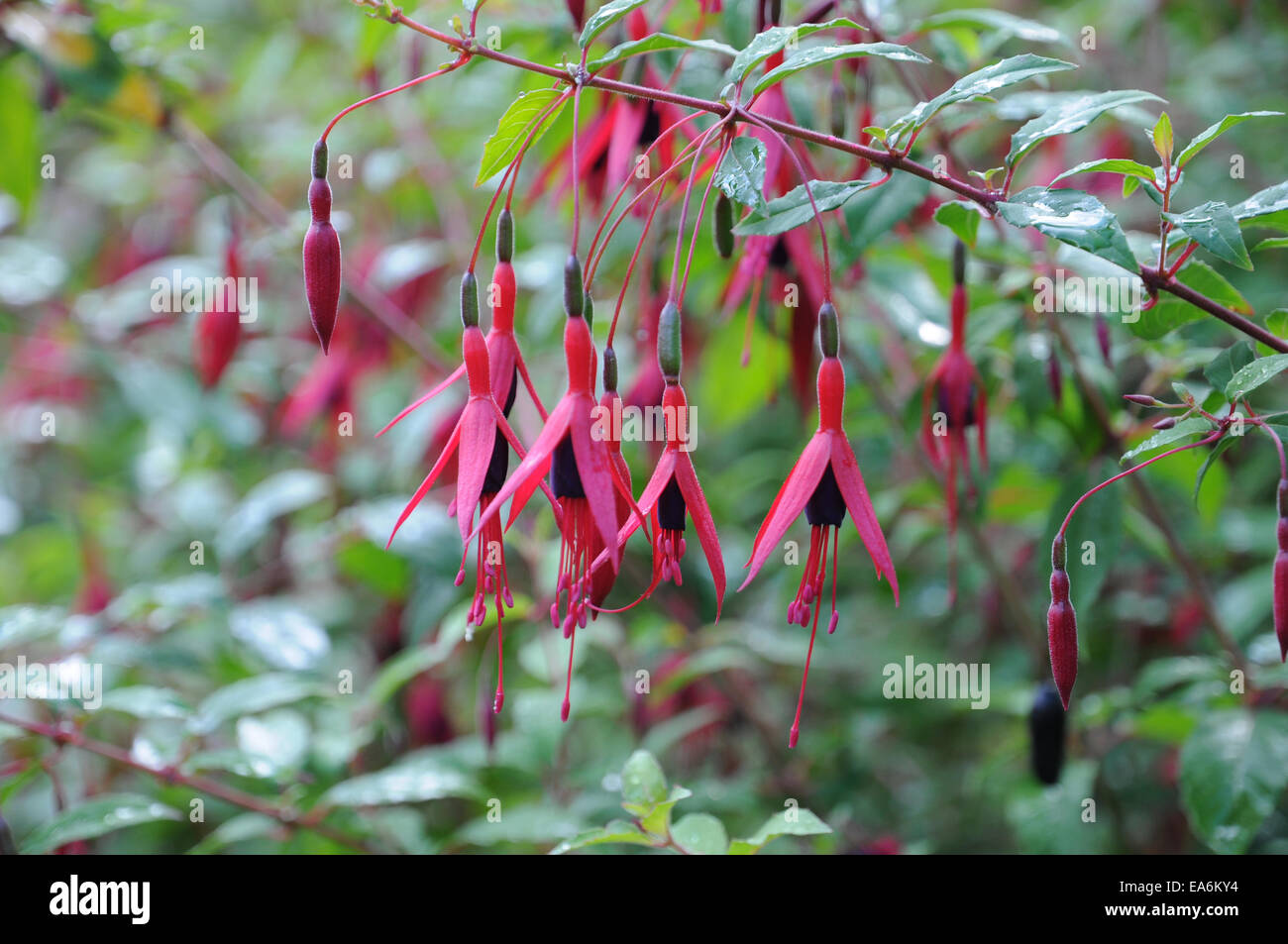 Kolibri-fuchsia Stockfoto