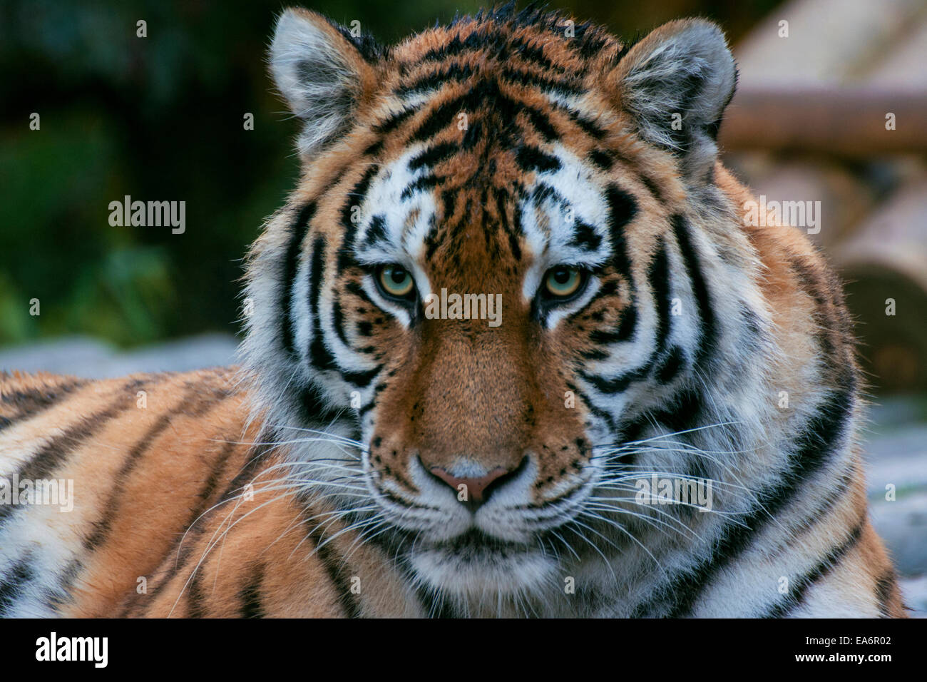 Tiger-Portrait. Stockfoto