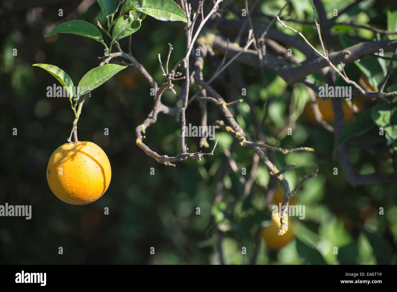 Orangen auf einem Ast. Orangenbäume in Plantage Stockfoto