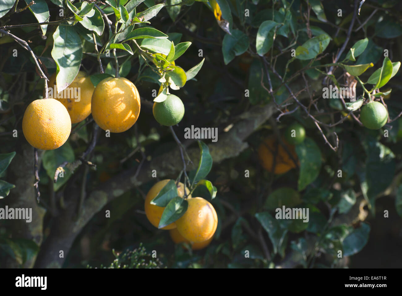 Orangen auf einem Ast. Orangenbäume in Plantage Stockfoto