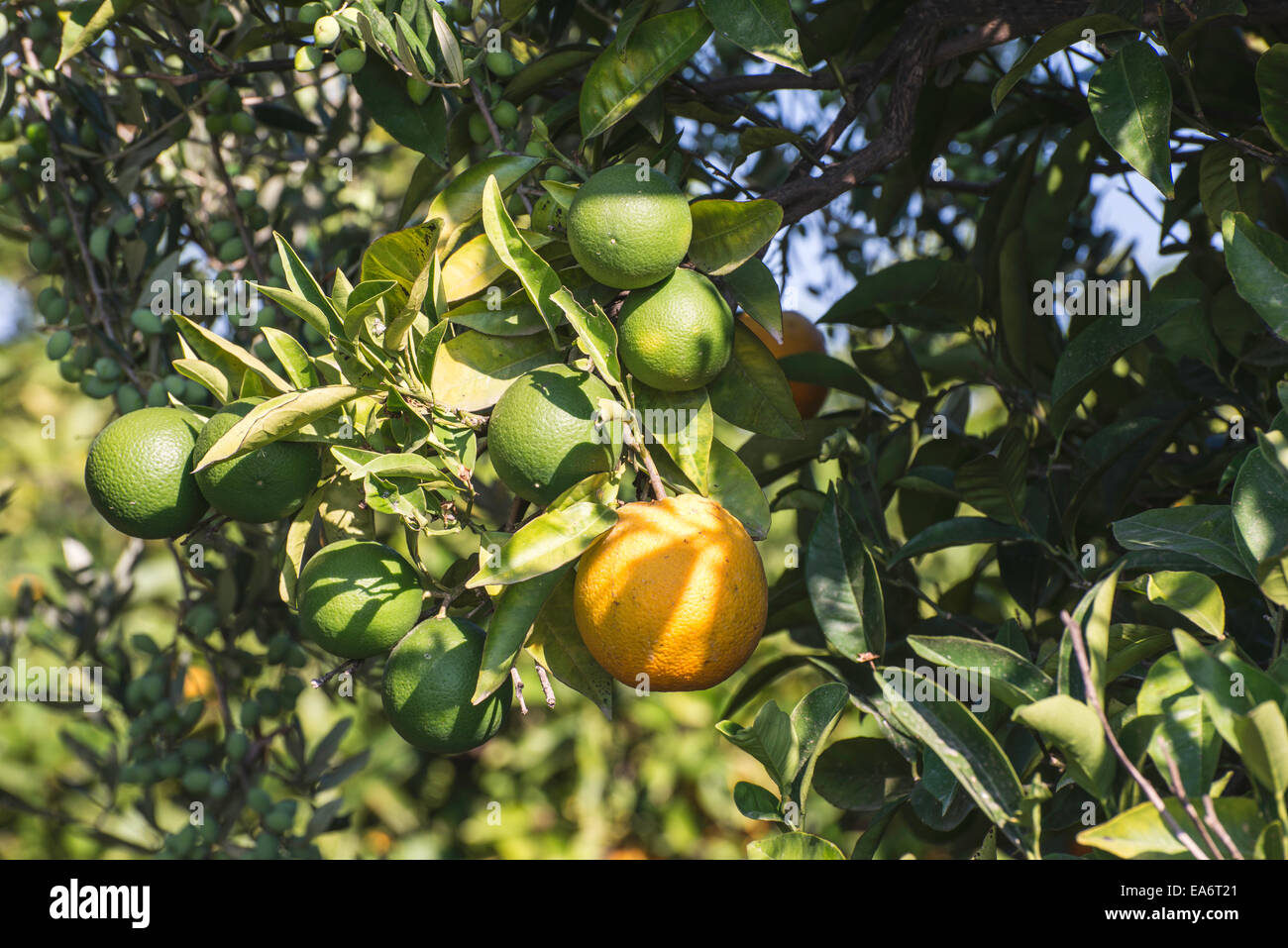 Orangen auf einem Ast. Orangenbäume in Plantage Stockfoto