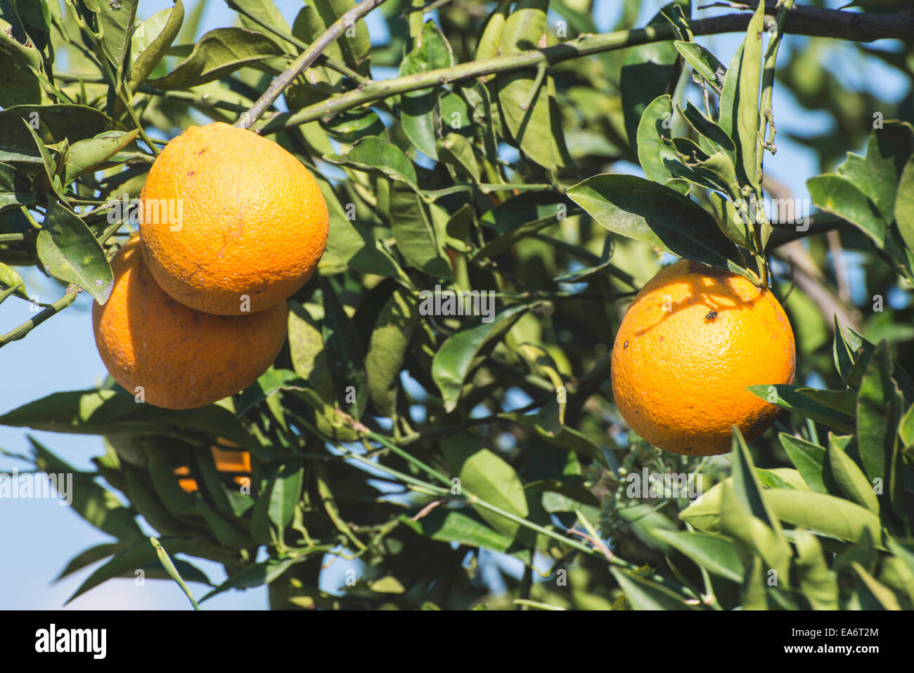 Orangen auf einem Ast. Orangenbäume in Plantage Stockfoto