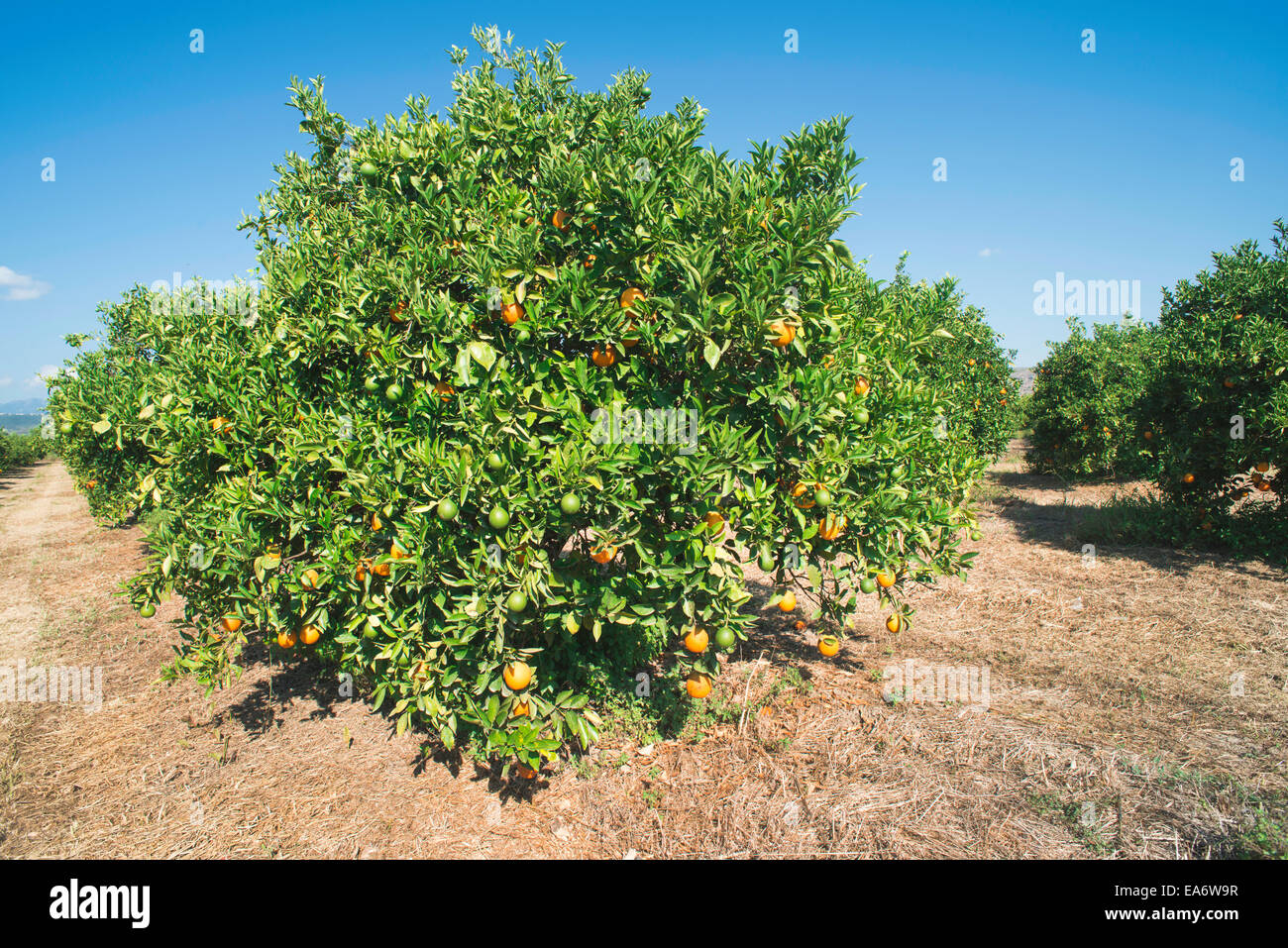 Orangenbäume in Plantage. Landwirtschaft-Bäume Stockfoto