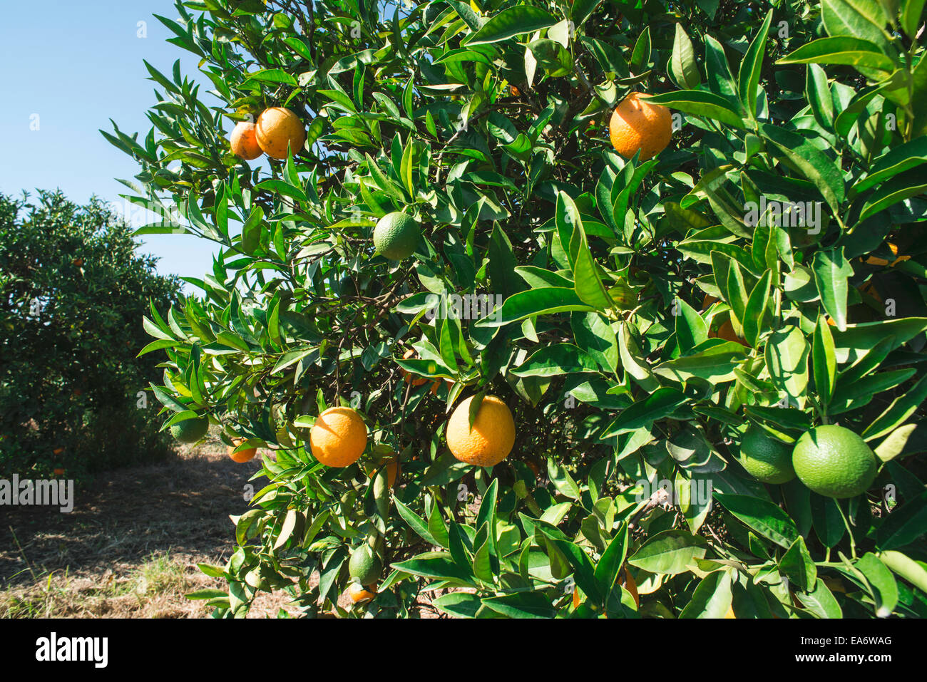 Orangen auf einem Ast. Orangenbäume in Plantage Stockfoto