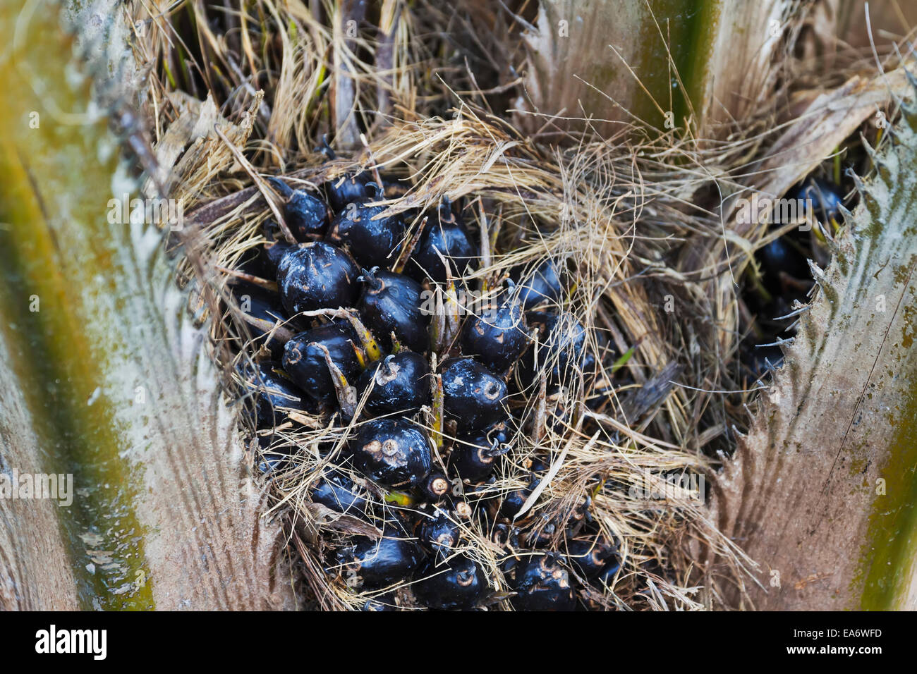 Ölpalme Baum, Sei Sekonyer, Zentral-Kalimantan, Borneo, Indonesien Stockfoto