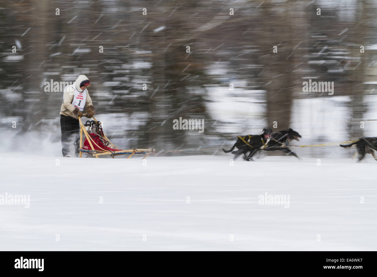 Rennen, Husky, Schnee, Wald, Hundeschlittenfahrten, Mushing Stockfoto