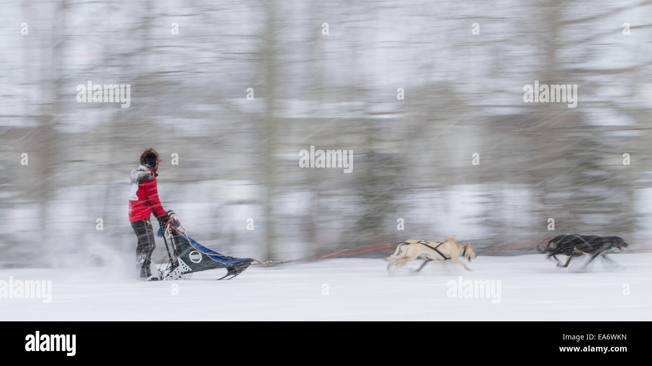 Rennen, Husky, Schnee, Wald, Hundeschlittenfahrten, Mushing Stockfoto