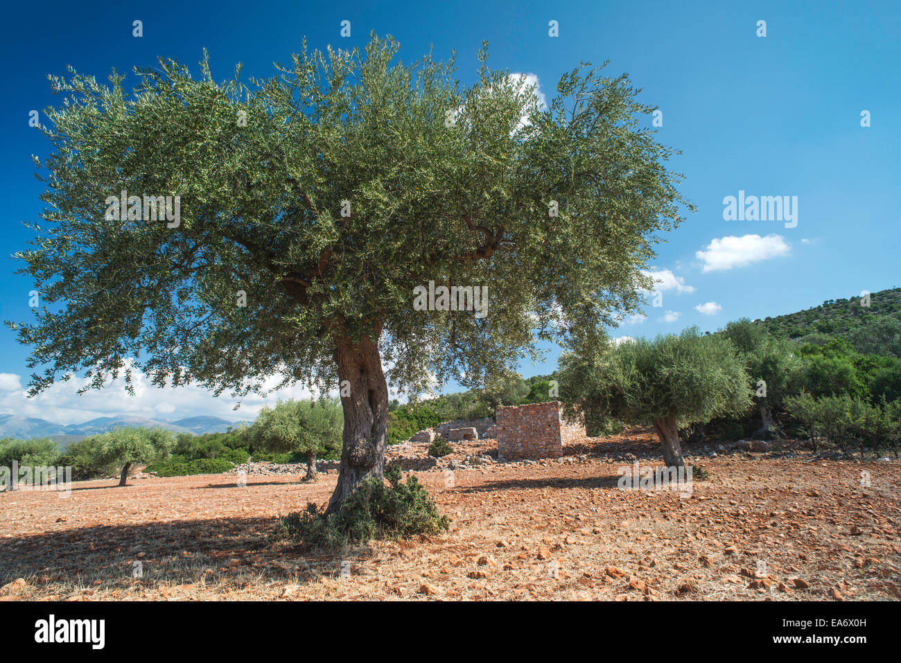 Olivenbäume in Plantage. Landwirtschaftliche Flächen Stockfoto