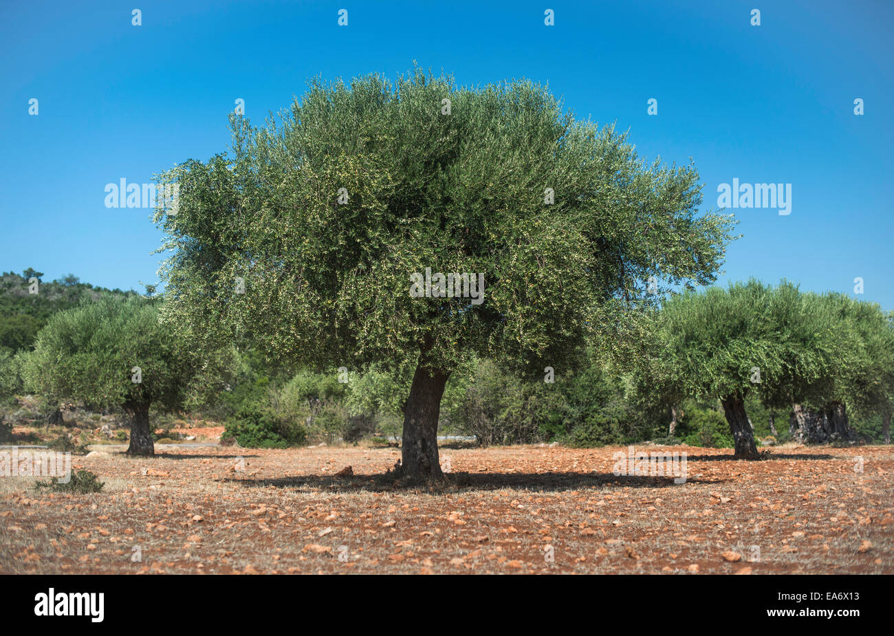 Olivenbäume in Plantage. Landwirtschaftliche Flächen Stockfoto