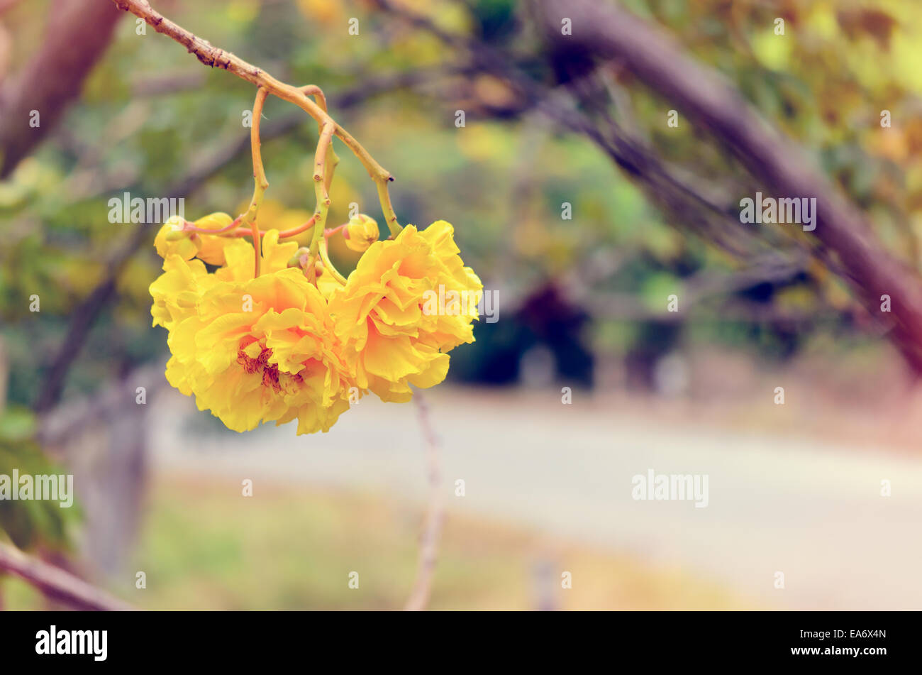 Vintage gelb und Blumen von Cochlospermum Regium oder Butter Doppelbecher Straßenrand auf Baum Stockfoto