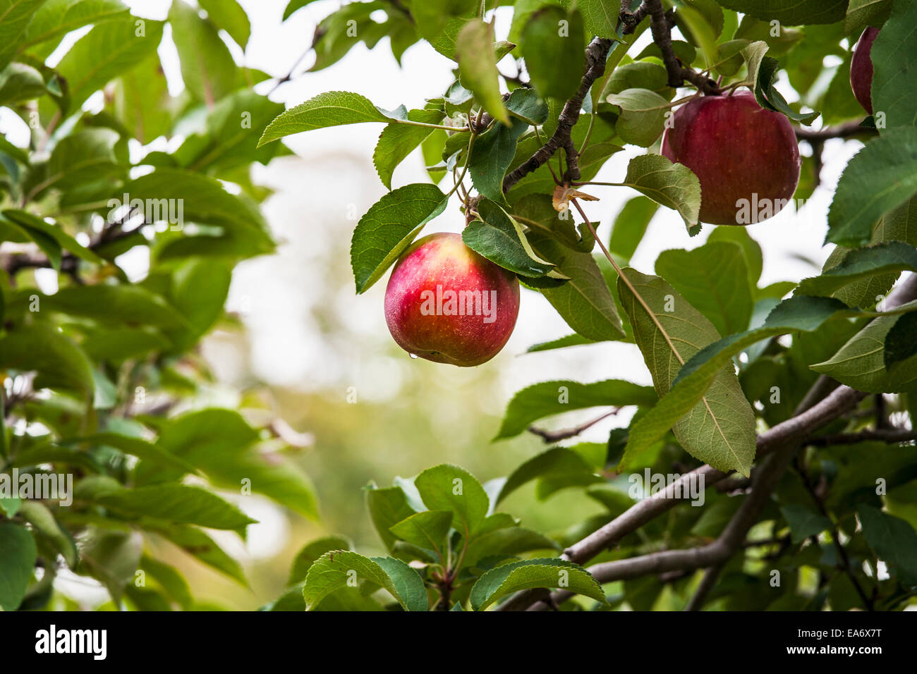 Reiches Äpfel auf dem Baum, Norfolk County; Ontario, Kanada Stockfoto