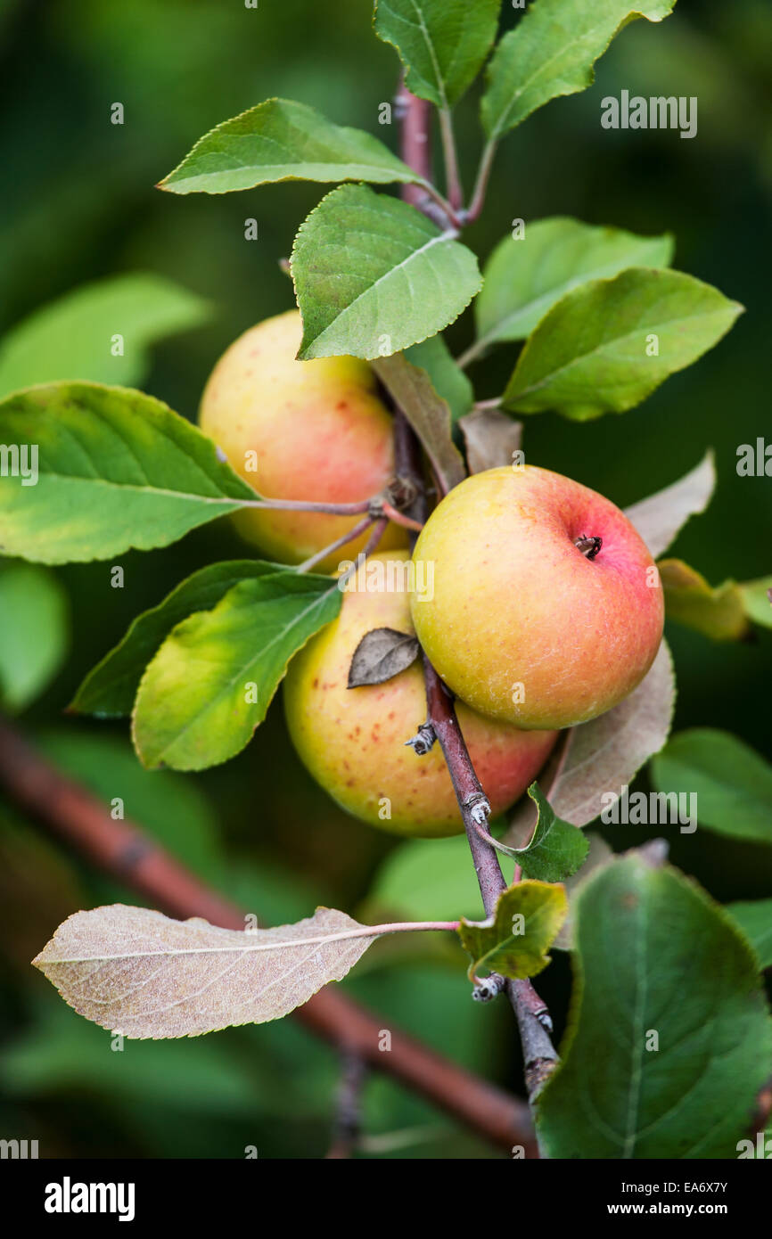 Apfelbaum, Norfolk County; Ontario, Kanada Stockfoto