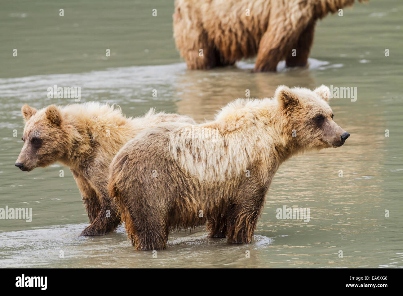Braunbär, Fischen, Fluss, Sau, Cub Stockfoto
