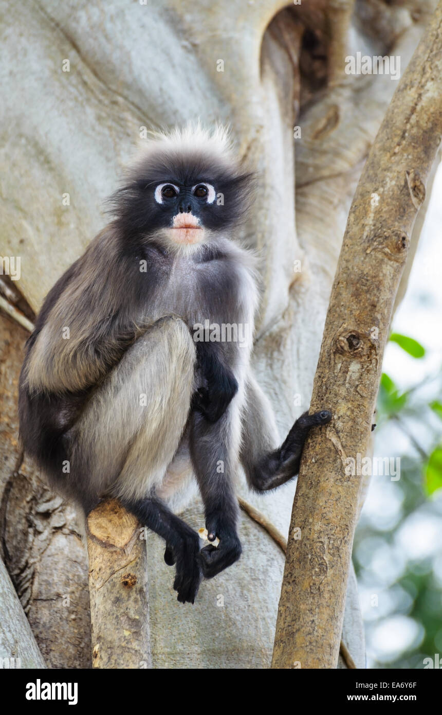 Altrosa Blatt, Dusky Languren, brillentragende Languren oder Trachypithecus Obscurus Affe mit schwarz und grau auf Baum in Wildnis, Thailand Stockfoto