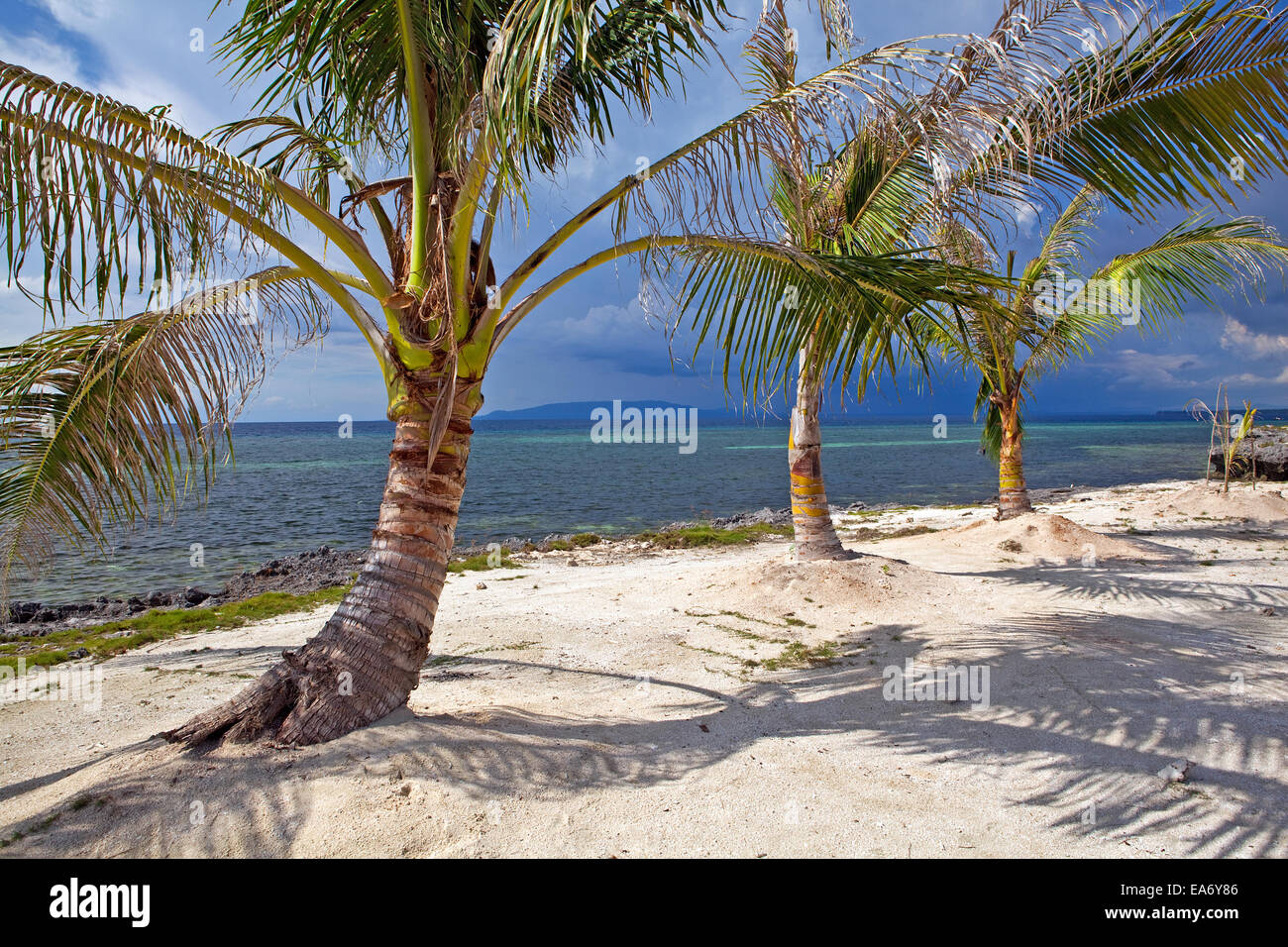 Drei Zwerg Kokospalmen an einem einsamen Strand auf Panglao Island, Bohol, Philippinen. Stockfoto