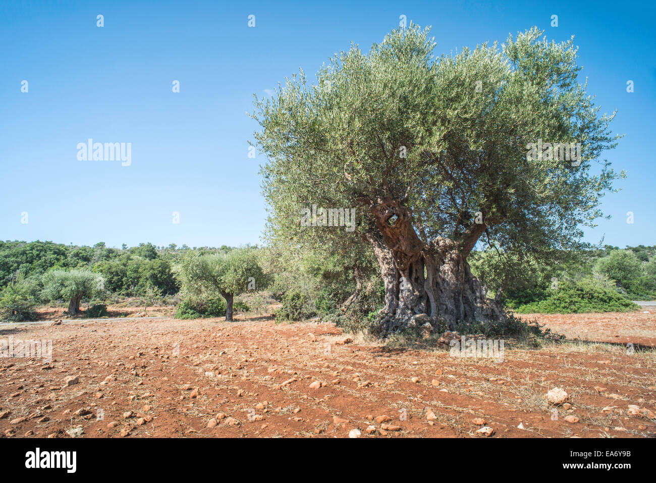 Olivenbäume in Plantage. Landwirtschaftliche Flächen Stockfoto