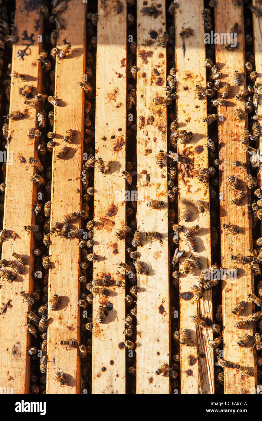 Beschäftigt Honigbienen in einem Langstroth Bienenstock Kasten; Toronto, Ontario, Kanada Stockfoto