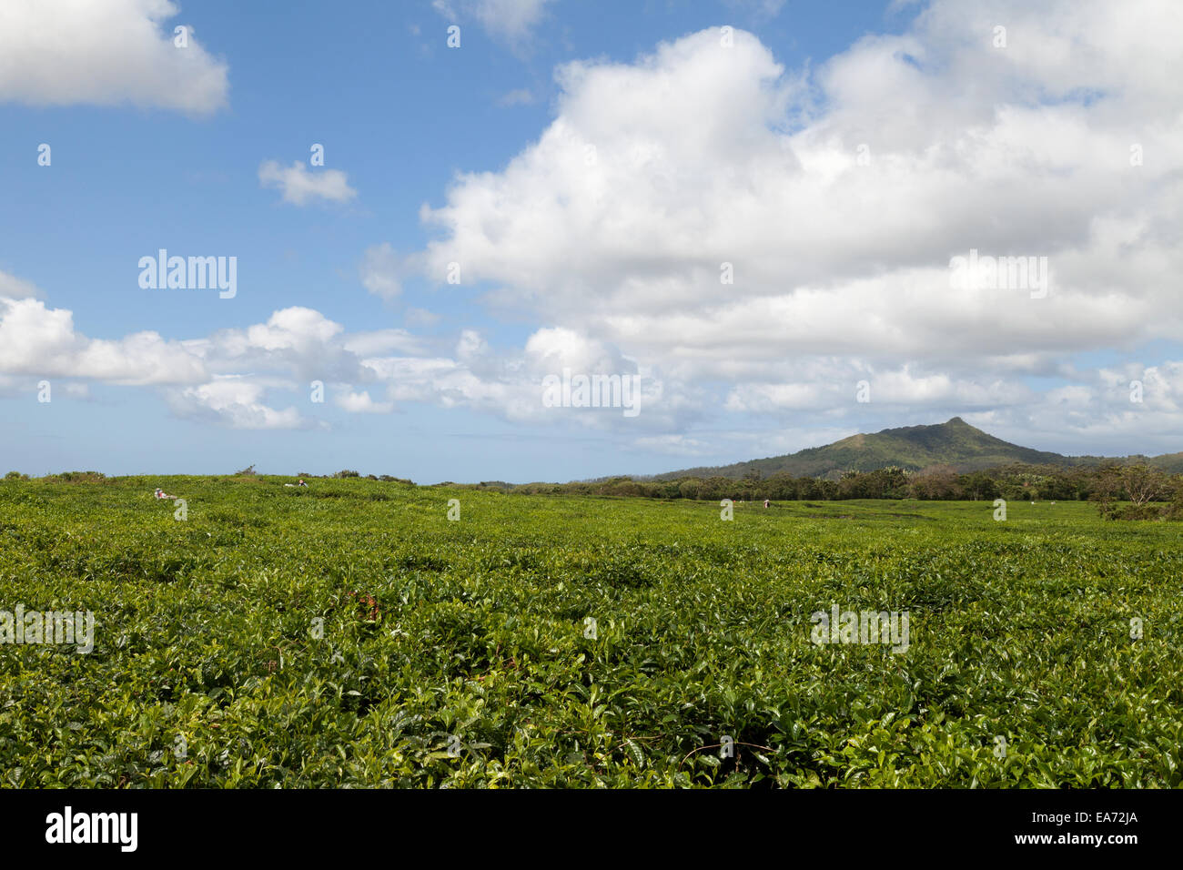 Mauritius-Tee-Plantage in der Nähe von Flacq, Mauritius Stockfoto