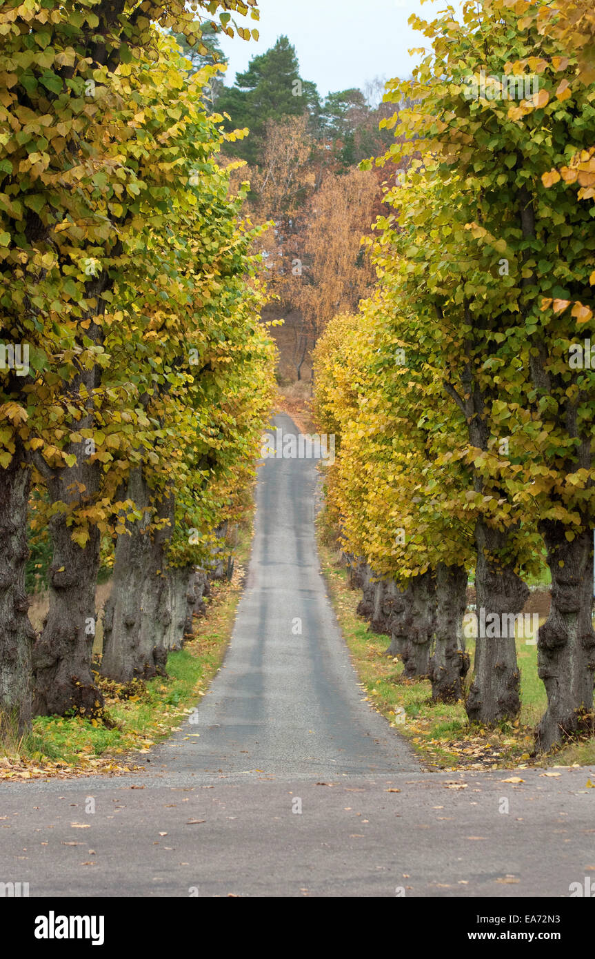 Herbstliche Allee von Bäumen Stockfoto