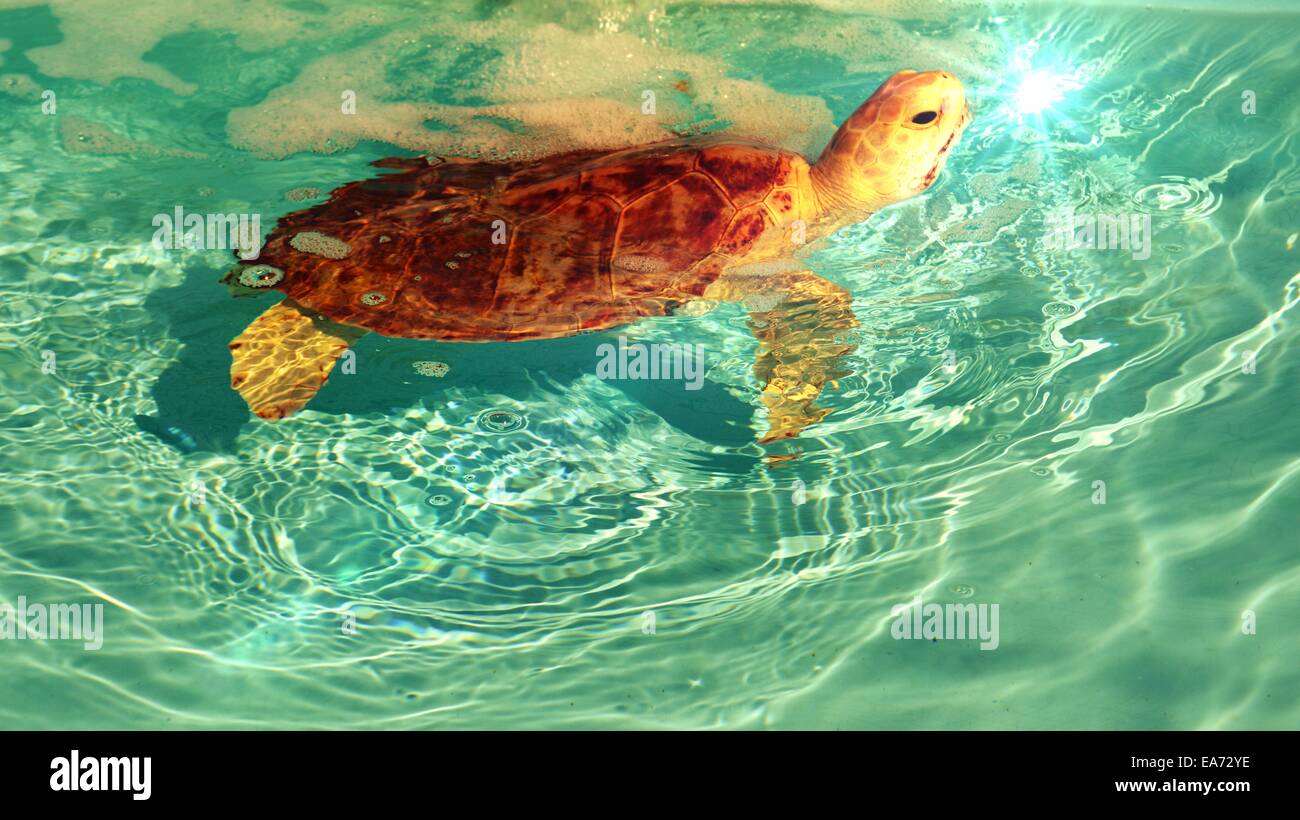 Unechte Karettschildkröte entlang schwimmen Stockfoto