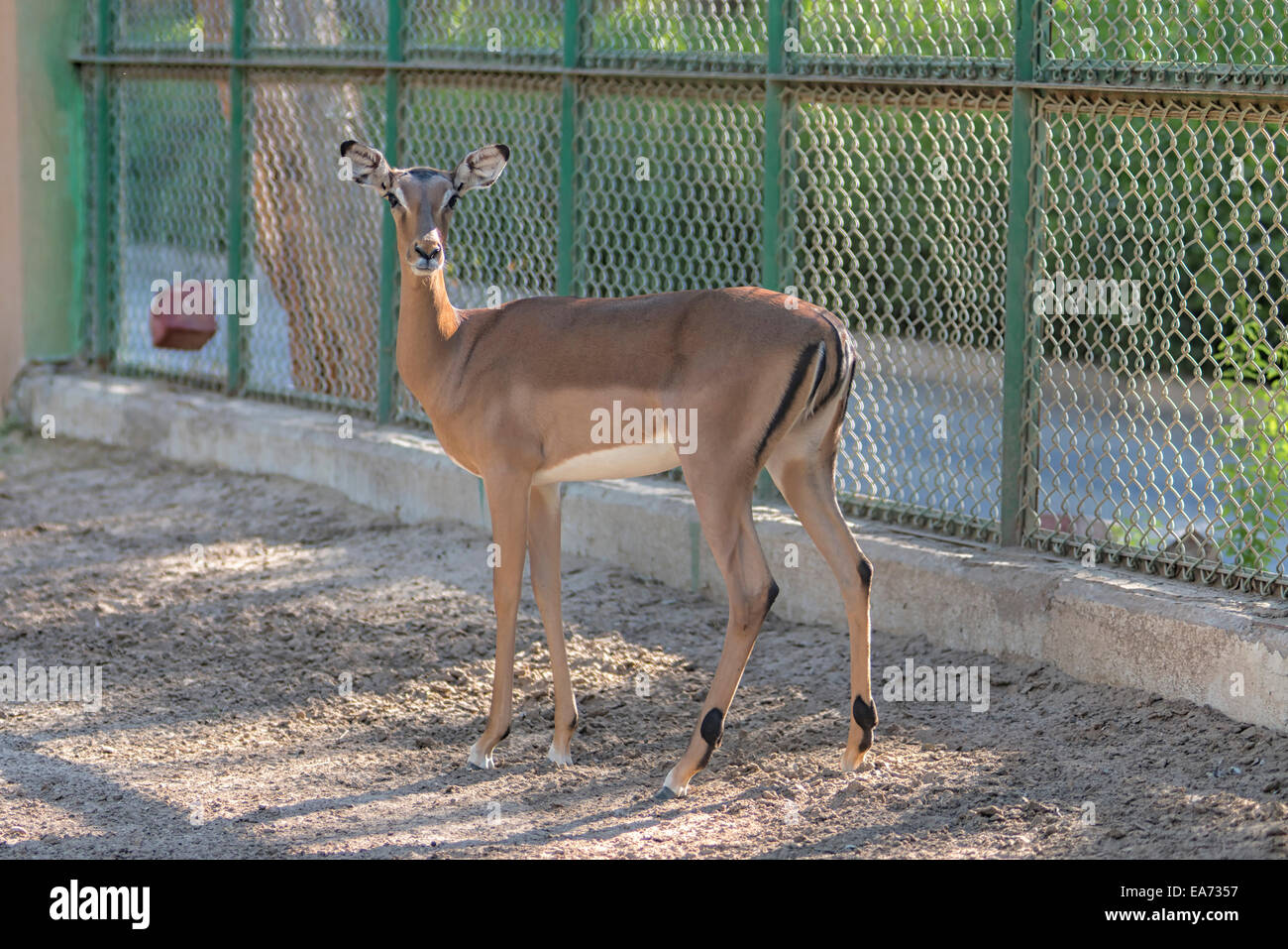 Reh im Zoo Kuwait, Kuwait Stockfoto