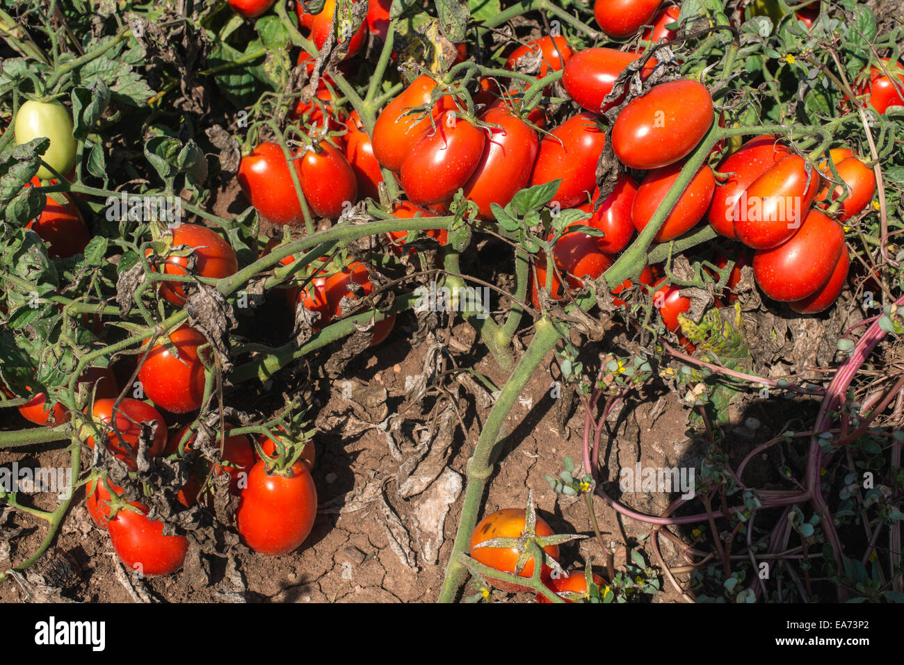 Tomaten im Feld angebaut. Authentische Pflanzen Stockfoto