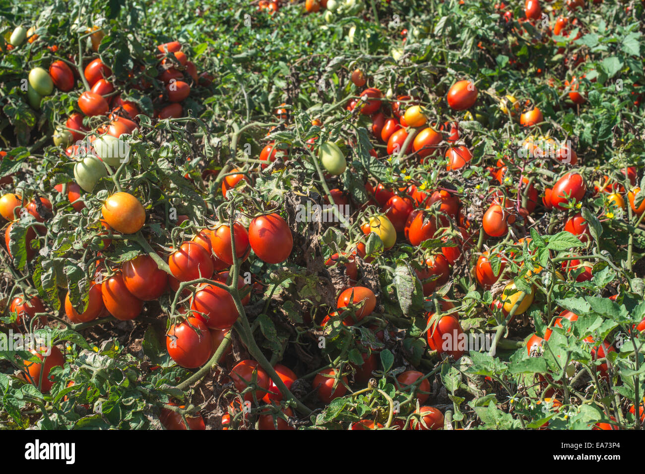 Tomaten im Feld angebaut. Authentische Pflanzen Stockfoto
