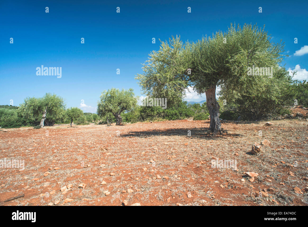 Olivenbäume in Plantage. Landwirtschaftliche Flächen Stockfoto