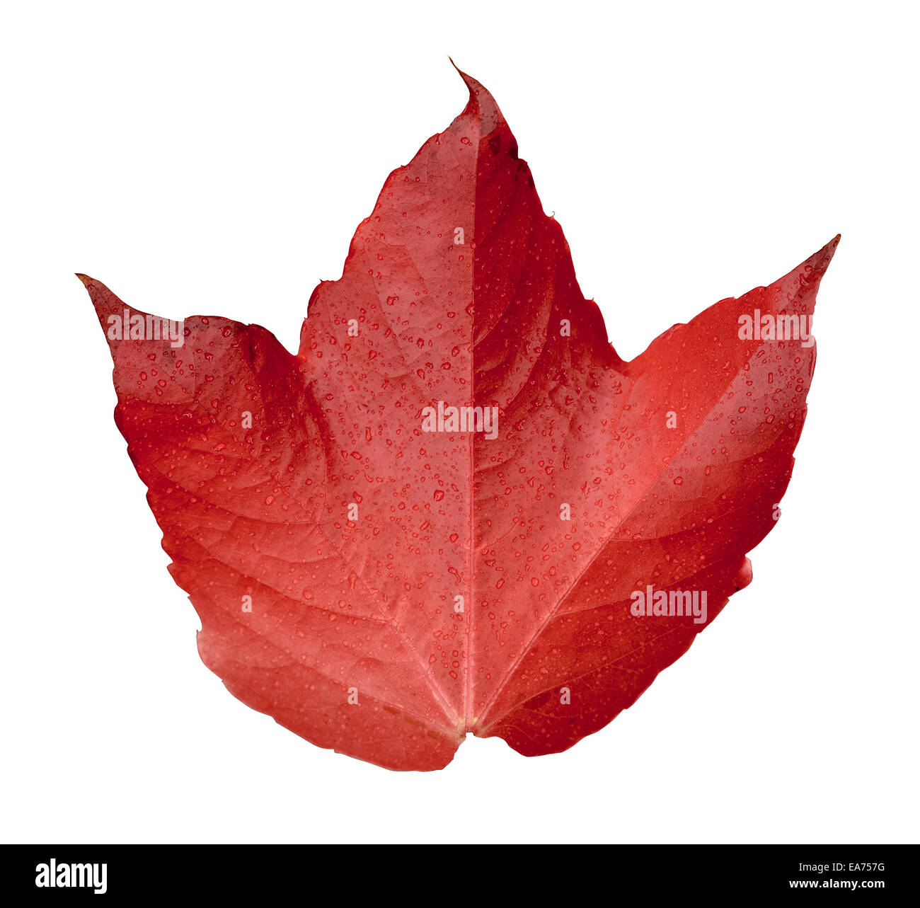Nassen roten Herbstblatt Stockfoto