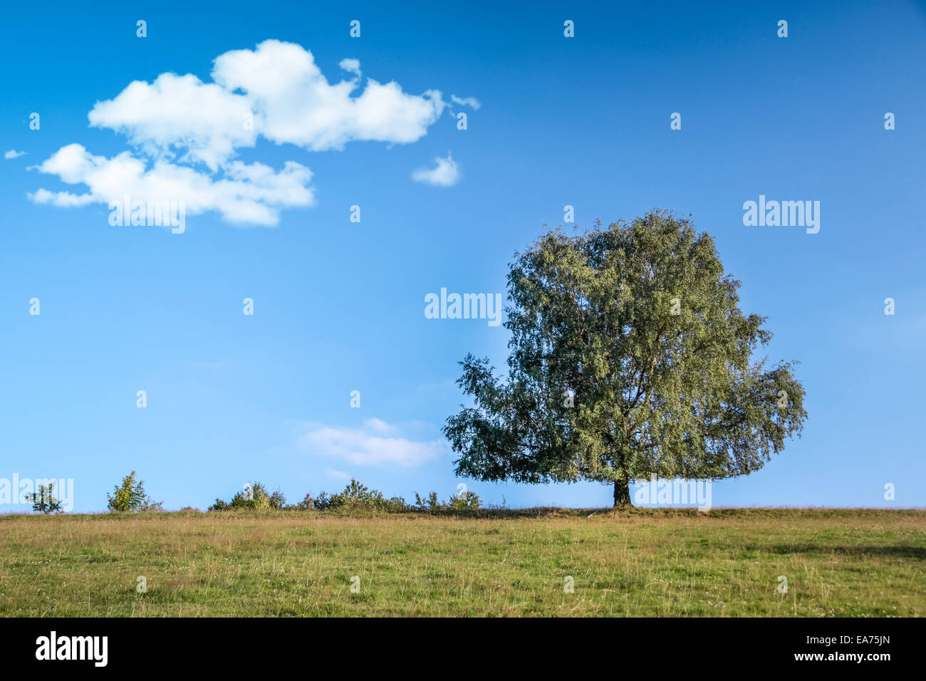 Großer Baum im Sommer im Taunus in der Nähe von Engenhahn, Hessen, Deutschland Stockfoto
