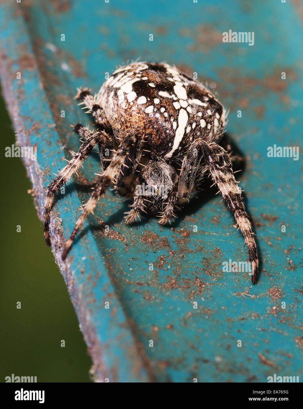 Eine europäische Kreuzspinne Stockfoto