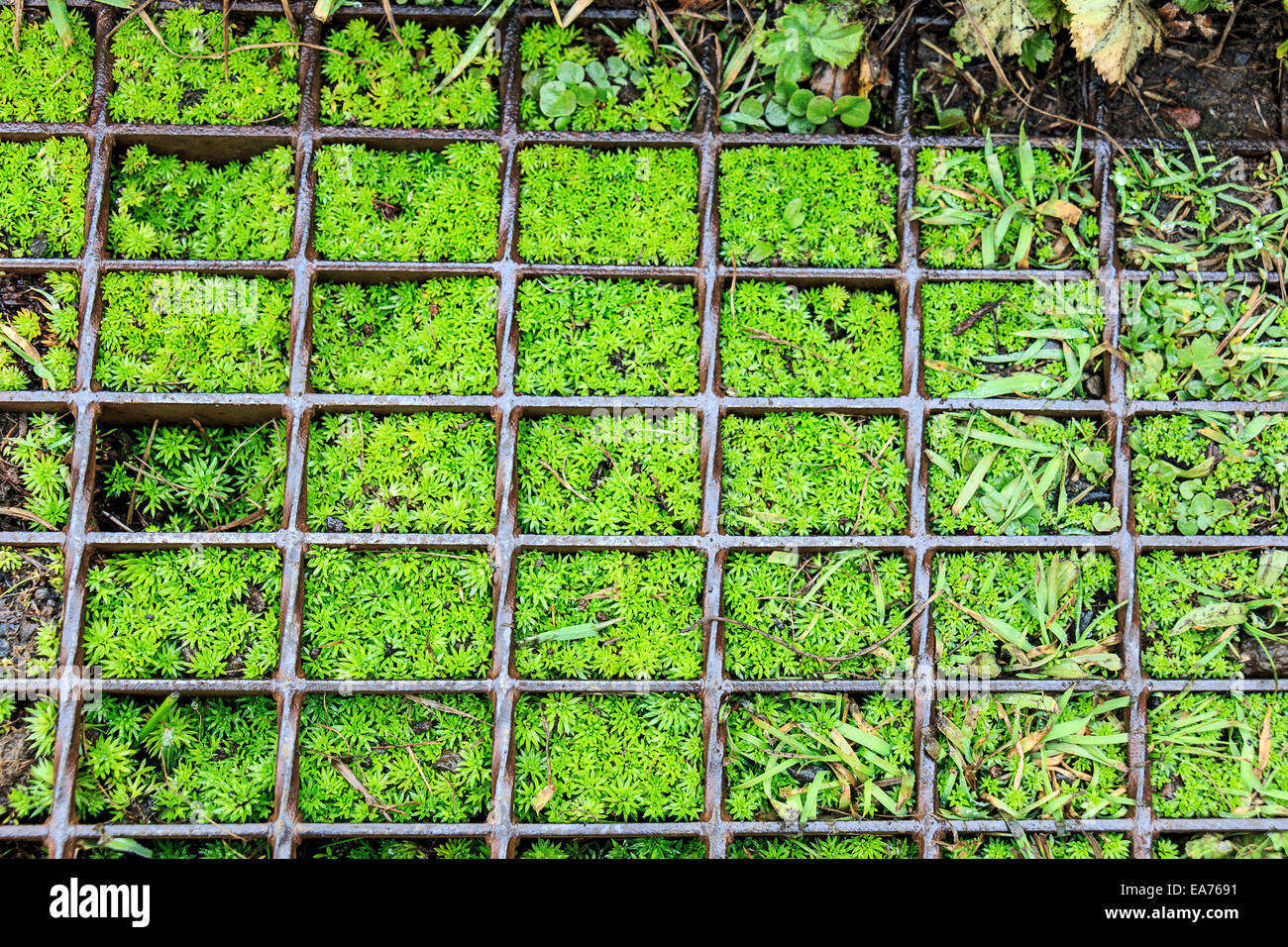 Kleine grüner Vegetation wächst zwischen das Gitterwerk der eine Metalltreppe in Island. Stockfoto