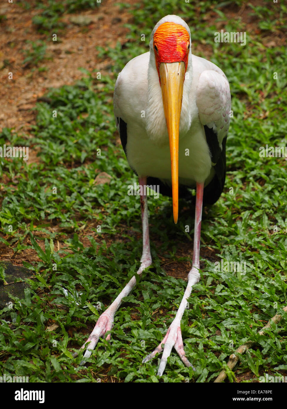 Schön bemalte Stork (Mycteria Leucocephala) von Wildvögeln Center in Kuala Lumpur Stockfoto