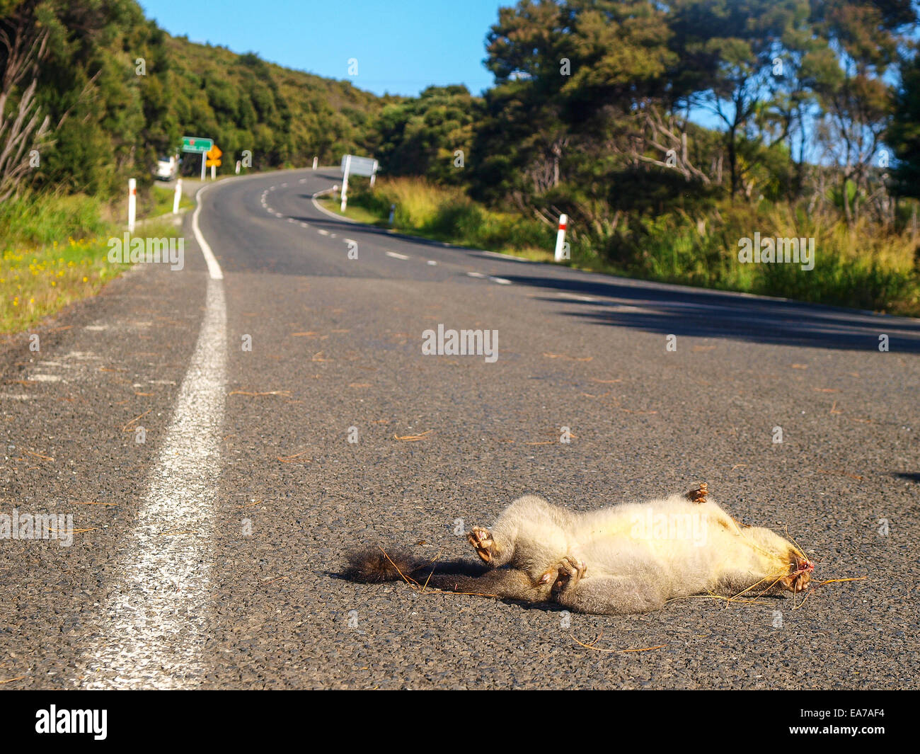 Ein Opossum (Richosurus Vulpecula) getötet von einem Auto auf der Straße in Northland, Neuseeland. Stockfoto