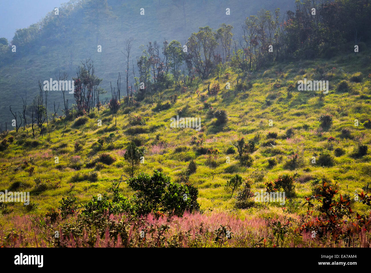 Grünland auf Mount Guntur, West-Java, Indonesien. Stockfoto