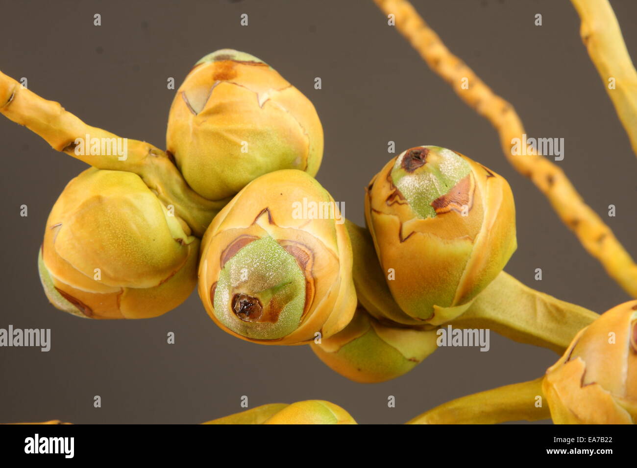 Kokosnuss Zweig mit jungen Kokosnüssen. Stockfoto