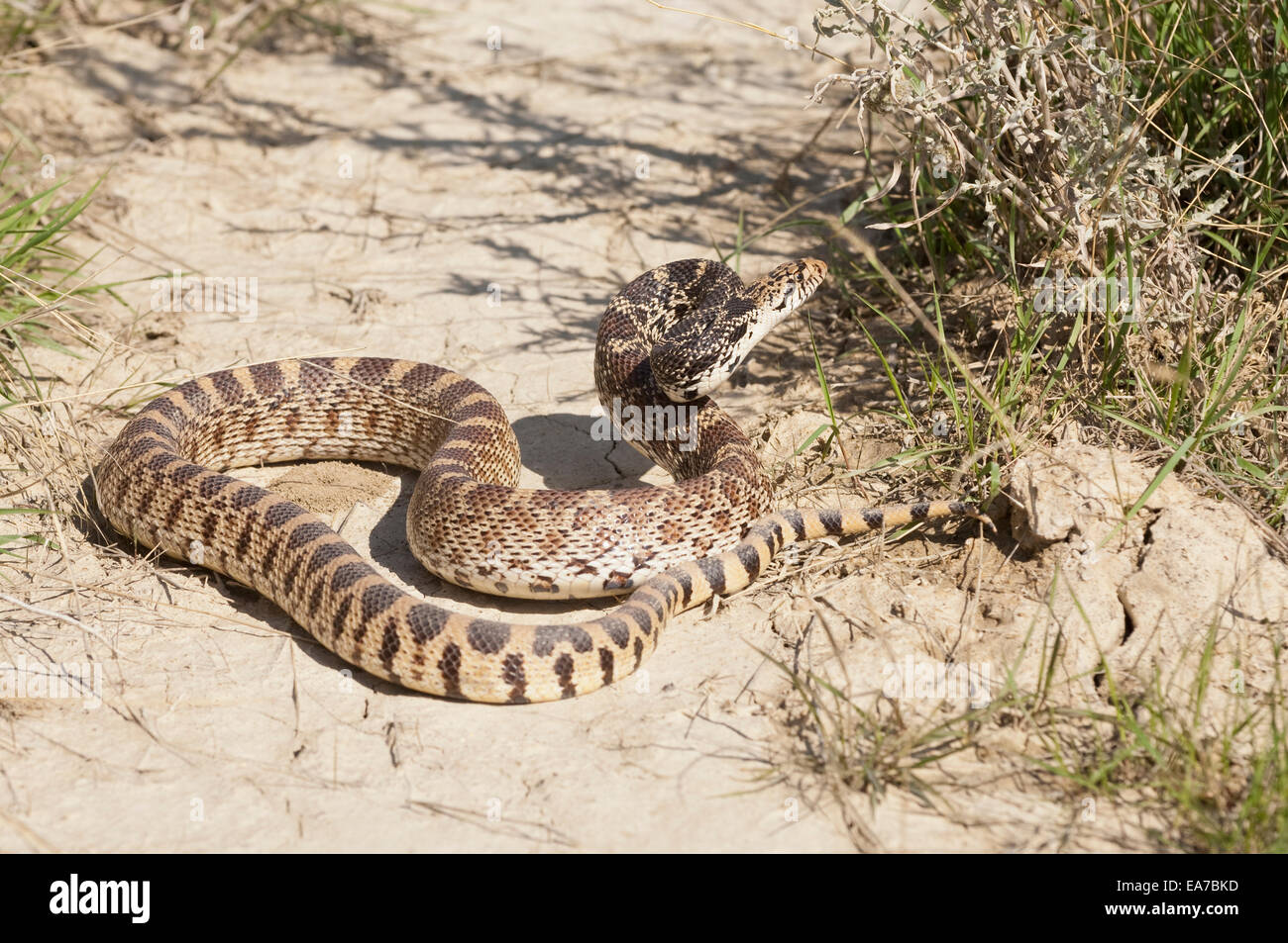 Bull Snake Pituophis Catenifer Badlands North Dakota Usa Stockfotografie Alamy