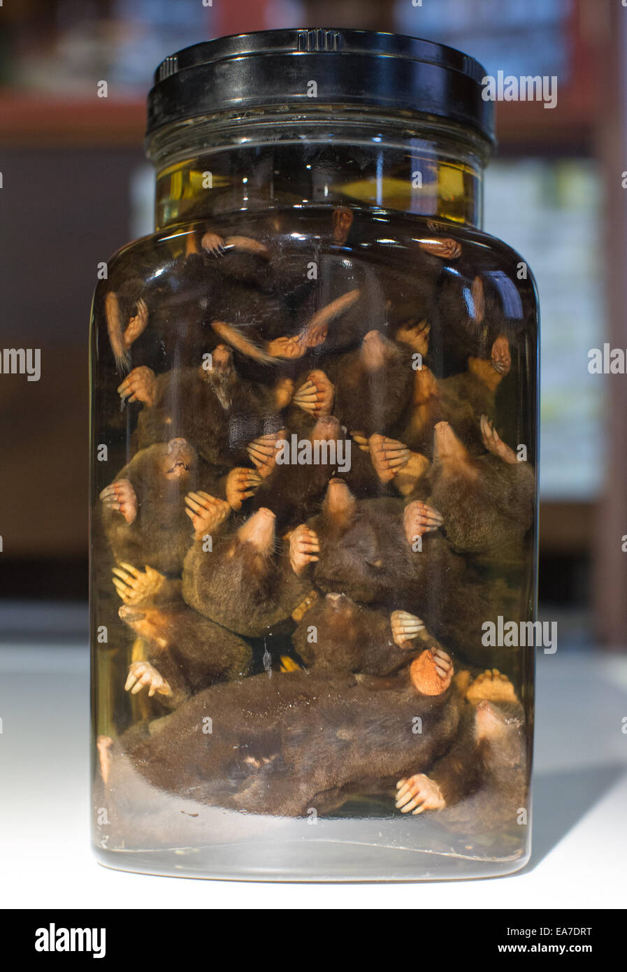 Ein Glas mit 18 eingelegte Maulwürfe an Grant Museum der Zoology.One der Top-Ten Liste zeigt Stockfoto