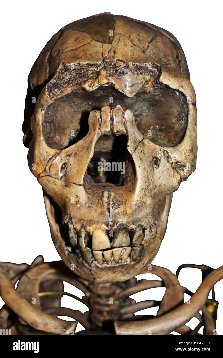 Homo Ergaster (Erectus) Skelett Nariokotome Boy Stockfoto