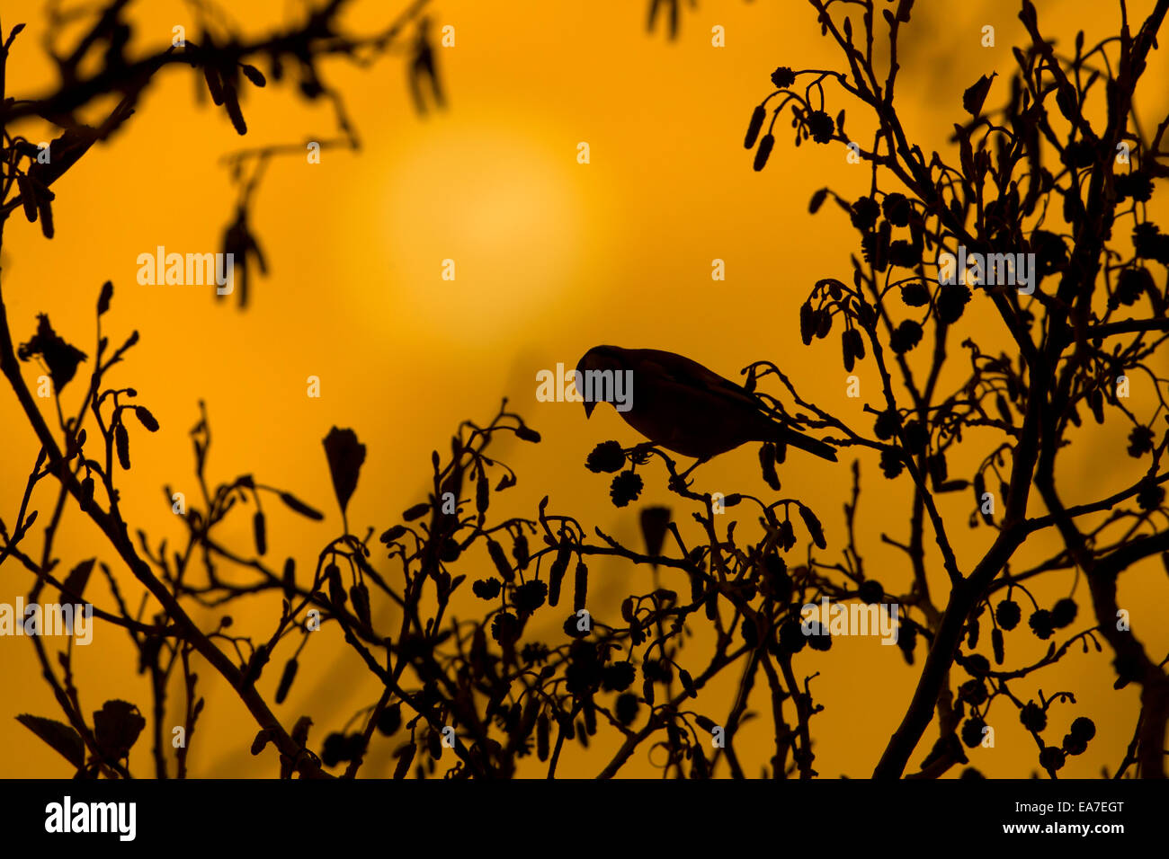 Silhouette der Stieglitz Zuchtjahr Zuchtjahr Fütterung auf Erlenzäpfchen Stockfoto