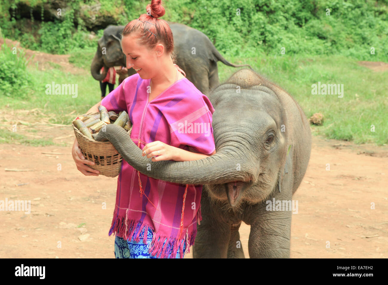 Touristen-Feed und sauber Elefanten Stockfoto