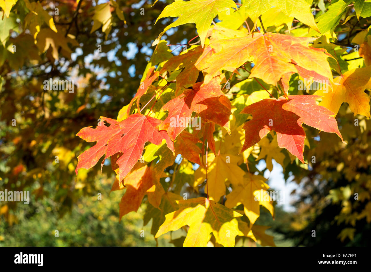 Herbst Farbe Park London fallen ziemlich W6 England Stockfoto