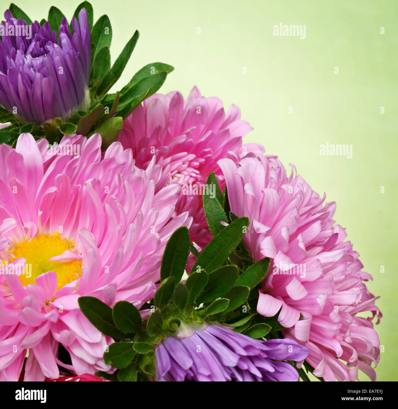 Grüner Hintergrund mit Astern in einer Ecke Stockfoto