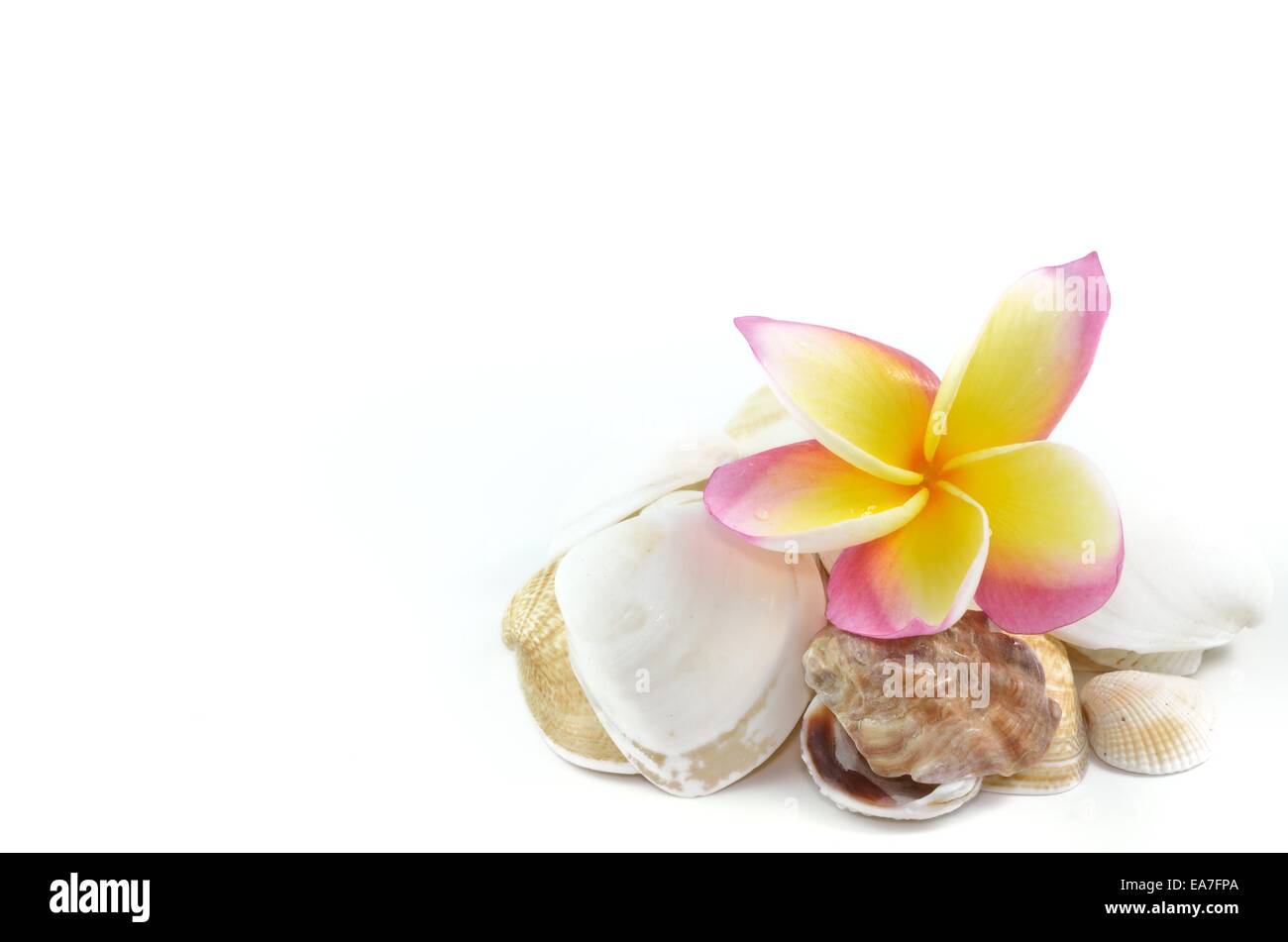Plumeria Blumen und Muscheln isoliert auf weiss Stockfoto