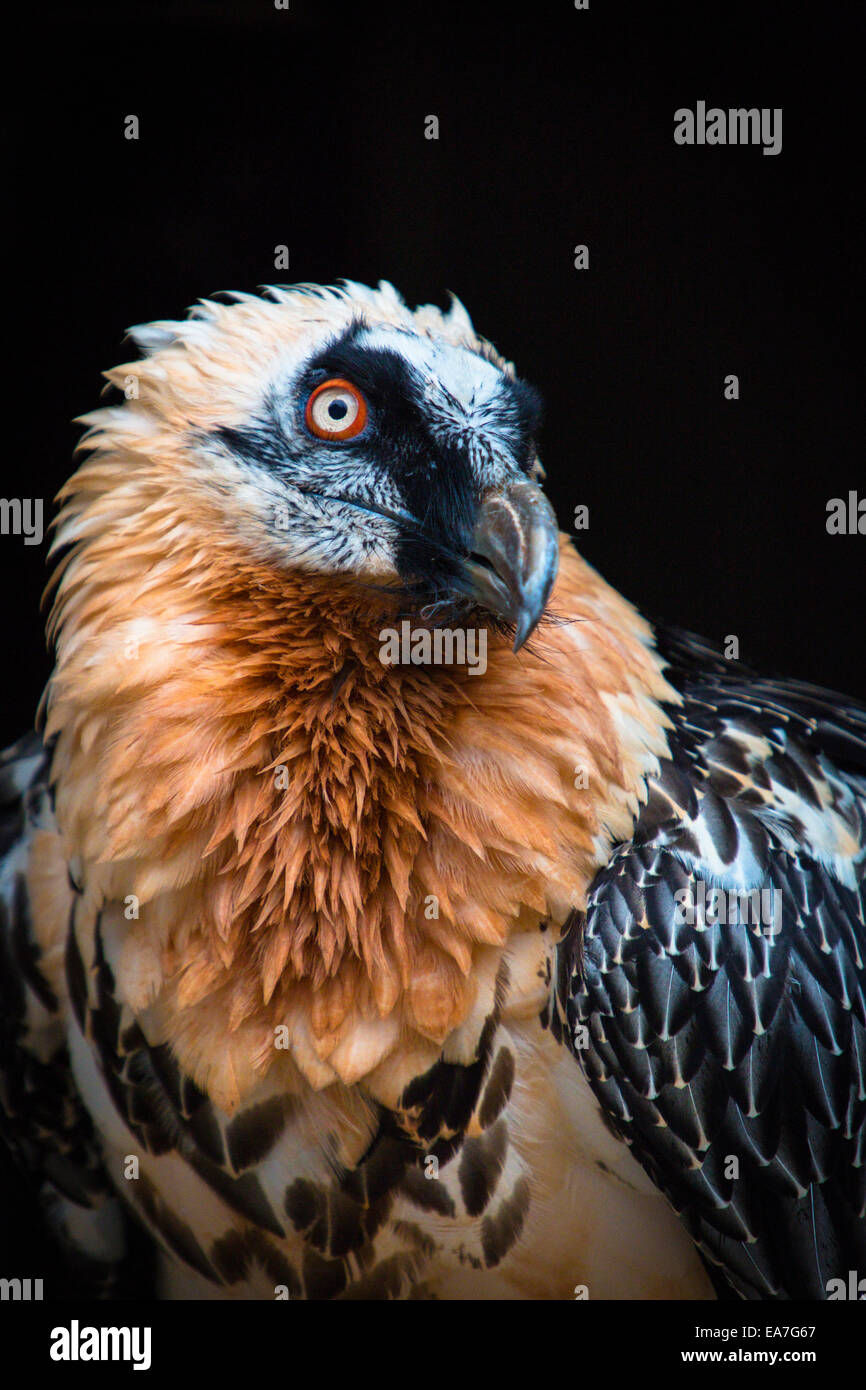 Bartgeier, Bartgeier (sollten Barbatus) (Gefangenschaft Stockfotografie