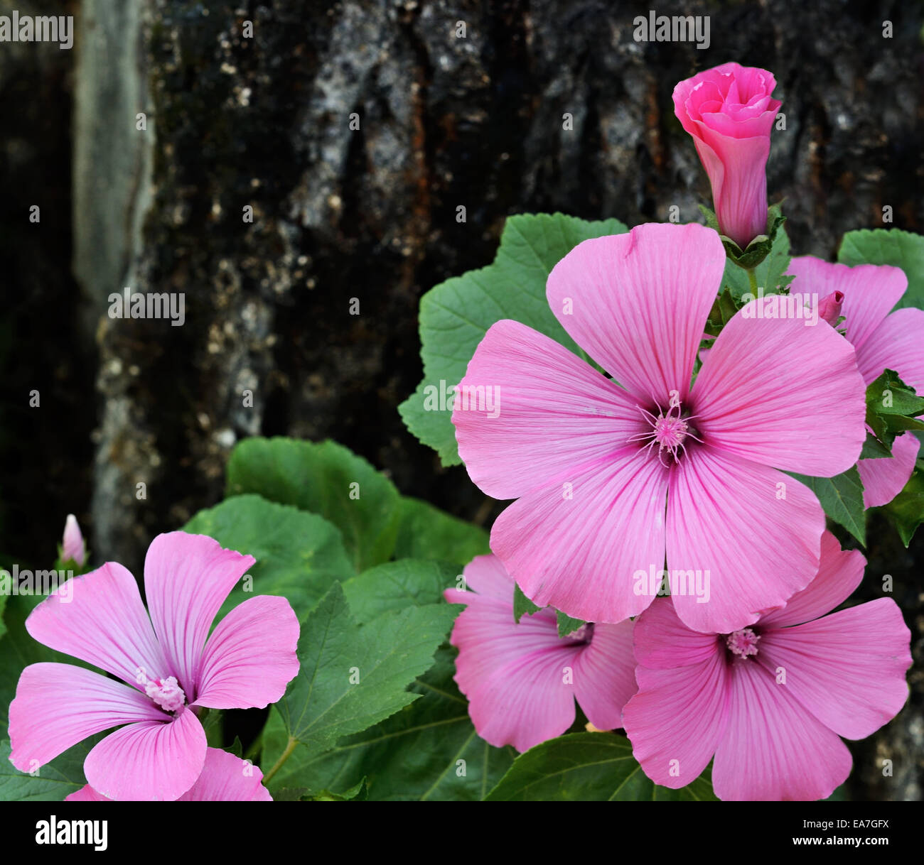 Rosa Blüten auf einer Baumrinde Stockfoto