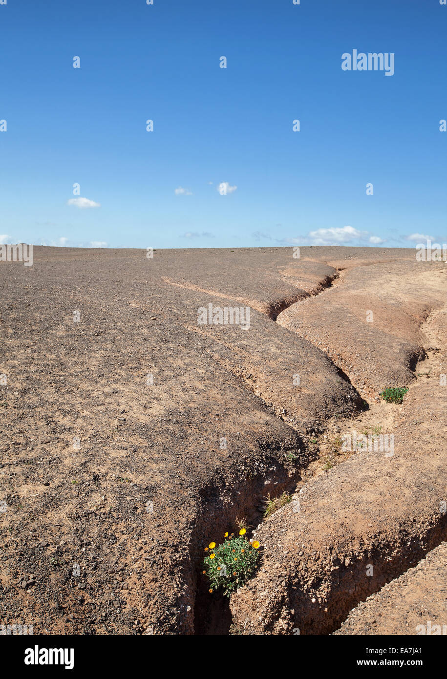Erosion Wasserrinne mit blühende Pflanze Stockfoto